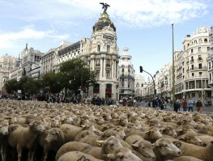 Dos mil ovejas para reivindicar la trashumancia en el centro de Madrid